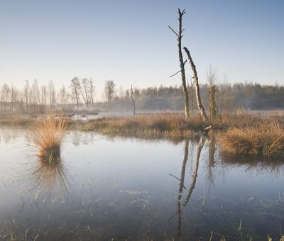 Moorlandschaft