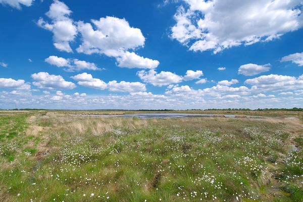 Moorlandschaft bei Surwold 