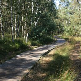 Bohlenweg im Naturschutzgebiet Venner Moor in Senden 