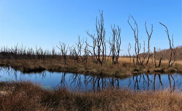 Naturschutzgebiet Wesuweer Moor 