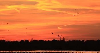 Wintergäste im Bargerveen - Gänse beim Sonnenuntergang im Naturpark 