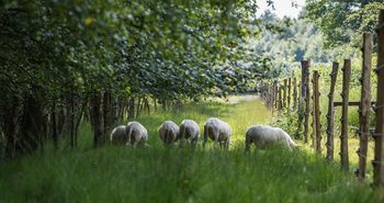 Schafe im Bourtanger Moor