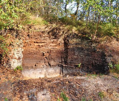 Hochmoorprofil am Naturschutzgebiet Geestmoor