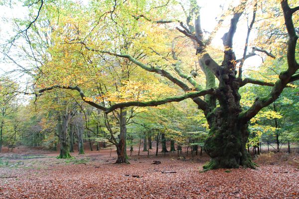 Naturschutzgebiet Tinner Loh, Blick auf Wald mit urwüchsigen und alten Buchen 