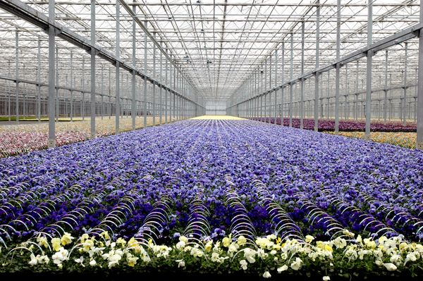 Erlebnispark Emsflower Blick auf die Blumenfelder