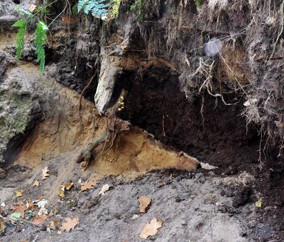 Spuren der Sandmischkultur im Fullener Wald