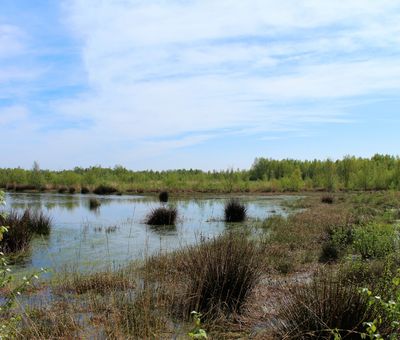 Provinzialmoor im Naturpark Bourtanger Moor